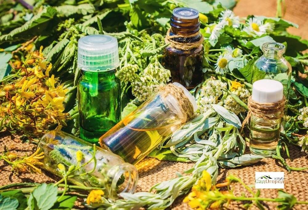 Жирорастворимые